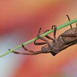 Insects